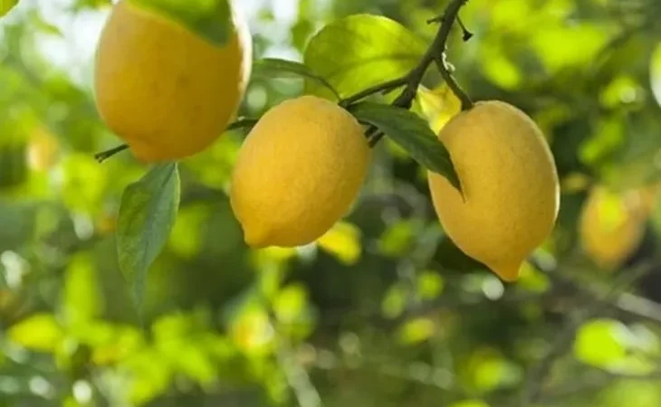 ticaret-ten-limon-ihracatina-gecici-kisitlama-1744009494-675_large