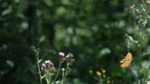 kuzuyaylada-biyocesitlilik-haritasi-cikarildi-8-1280-960