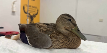 Yorgun ördeğin yardımına Büyükşehir yetişti (2)