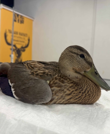 Yorgun ördeğin yardımına Büyükşehir yetişti (2)