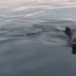 bursa-mudanya-aciklarinda-yuzen-domuz-surprizi-1759060917-226_large