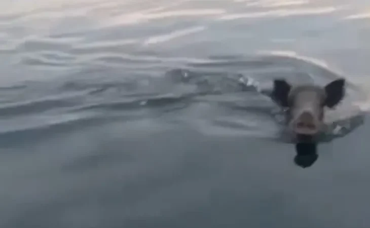 bursa-mudanya-aciklarinda-yuzen-domuz-surprizi-1759060917-226_large