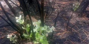 enez-de-yangin-sonrasi-mucize-mese-agaci-kullerden-yeniden-yeserdi-1757400377-281_large