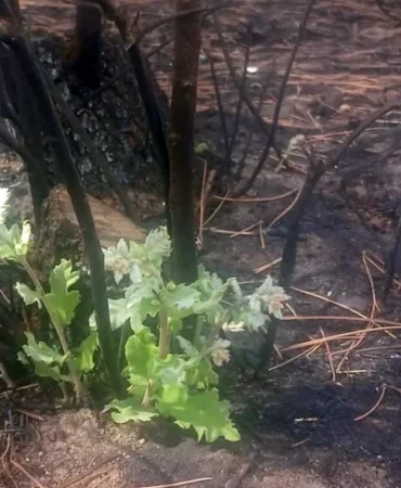 enez-de-yangin-sonrasi-mucize-mese-agaci-kullerden-yeniden-yeserdi-1757400377-281_large