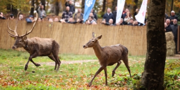 Büyükşehir'den doğaya 7 yeni kızıl geyik daha (19)