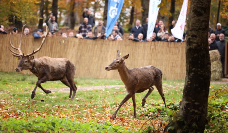 Büyükşehir'den doğaya 7 yeni kızıl geyik daha (19)