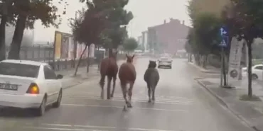 duzce-de-basibos-atlar-trafigi-birbirine-katti-1761127177-967_large