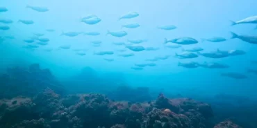 izmit-korfezi-nde-muhtesem-degisim-korfez-yeniden-can-buldu-1759388555-314_large