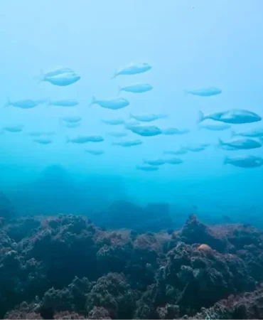 izmit-korfezi-nde-muhtesem-degisim-korfez-yeniden-can-buldu-1759388555-314_large