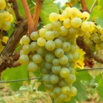 misket-uzumu-yeniden-hayat-buluyor-kahvenin-yanina-bornova-misketi-1759817887-355_large