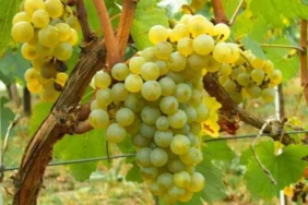 misket-uzumu-yeniden-hayat-buluyor-kahvenin-yanina-bornova-misketi-1759817887-355_large