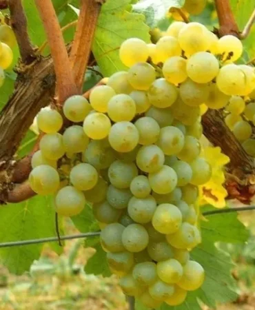 misket-uzumu-yeniden-hayat-buluyor-kahvenin-yanina-bornova-misketi-1759817887-355_large