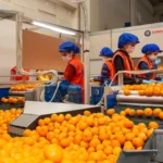 satsuma-mandalinanin-yolculugu-17-ekim-de-basliyor-1760254751-30_large