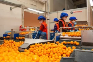 satsuma-mandalinanin-yolculugu-17-ekim-de-basliyor-1760254751-30_large
