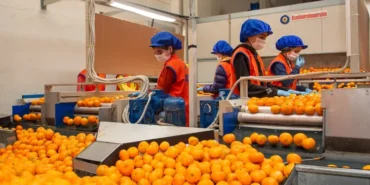 satsuma-mandalinanin-yolculugu-17-ekim-de-basliyor-1760254751-30_large