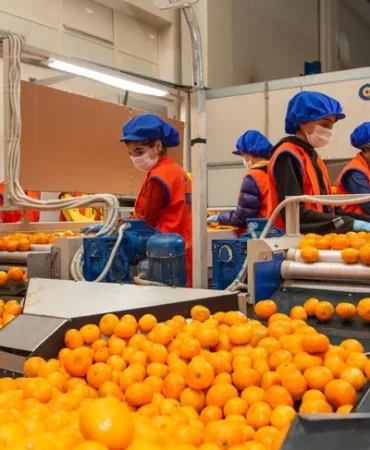 satsuma-mandalinanin-yolculugu-17-ekim-de-basliyor-1760254751-30_large