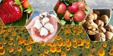 tarimda-zor-yil-beklentisi-bitkisel-uretimde-dusus-bekleniyor-1761289675-476_large