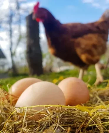 tavuk-kesimi-artti-yumurta-uretimi-azaldi-1749798667-160_large