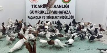 ticaret-te-kanatli-operasyon-gurbulak-ta-85-cancan-ele-gecirildi-1760611486-323_large