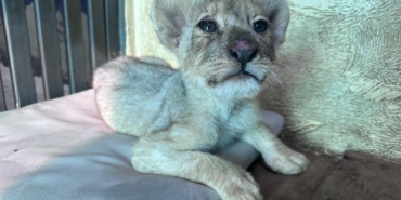 7c552c61-a5c7-4e16-959f-7bc1e0047242