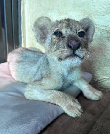 7c552c61-a5c7-4e16-959f-7bc1e0047242