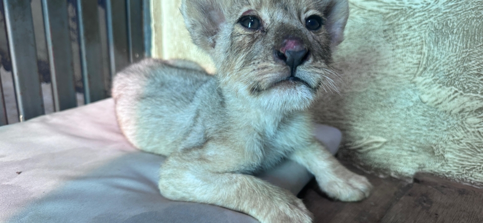 7c552c61-a5c7-4e16-959f-7bc1e0047242