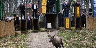 8 kızıl geyik daha Kuzuyayla'da doğaya salındı (3)
