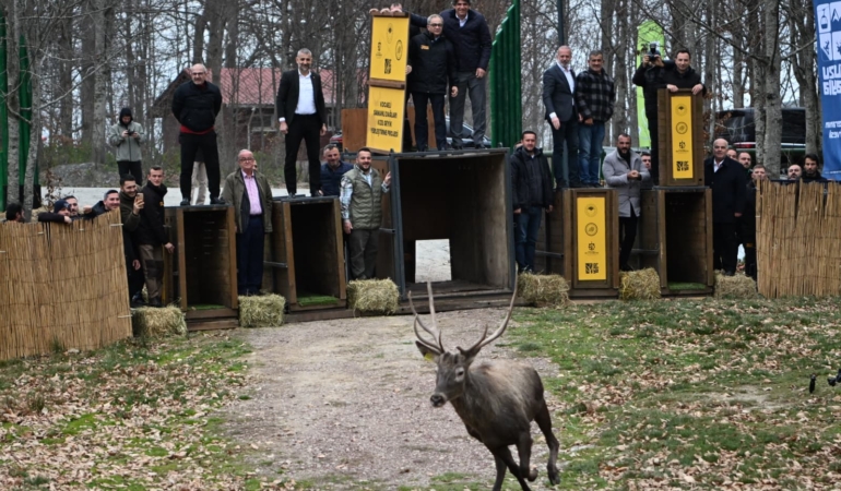 8 kızıl geyik daha Kuzuyayla'da doğaya salındı (3)