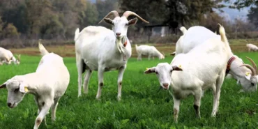 kocaeli-de-sut-otu-destegi-meralari-yesertti-1764143777-977_large