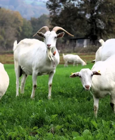 kocaeli-de-sut-otu-destegi-meralari-yesertti-1764143777-977_large