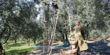 zeytin-alim-fiyatlari-belli-oldu-tavan-110-tl-taban-47-tl-1698140579-761_large