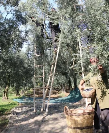 zeytin-alim-fiyatlari-belli-oldu-tavan-110-tl-taban-47-tl-1698140579-761_large