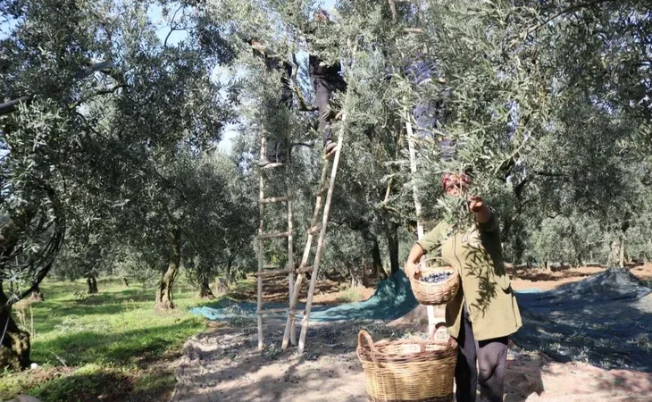 zeytin-alim-fiyatlari-belli-oldu-tavan-110-tl-taban-47-tl-1698140579-761_large