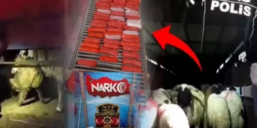 bunu-da-yaptilar-kucukbas-hayvanlarin-karin-bosluklarina-zulaladilar-1766644152-775_large