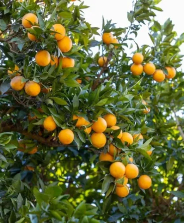 mersin-kan-portakali-cografi-isaret-tescili-aldi-1765436412-121_large