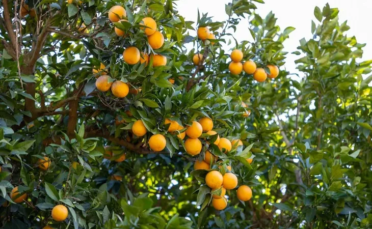 mersin-kan-portakali-cografi-isaret-tescili-aldi-1765436412-121_large