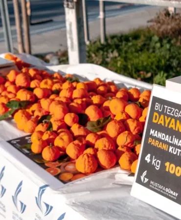 tmp-1-8-1766037579-143-1766037590-781_large