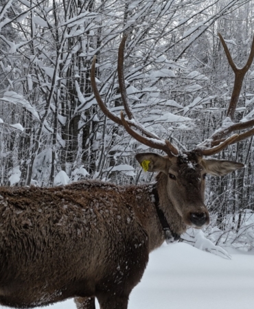 Kuzuyayla'nın müdavimi kızıl geyikler (4)