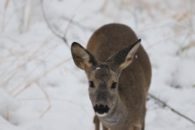 Ormanya'da kartpostallık kış manzaraları (6) (Büyük)