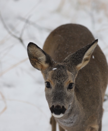 Ormanya'da kartpostallık kış manzaraları (6) (Büyük)