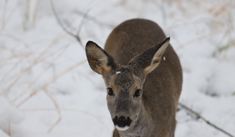 Ormanya'da kartpostallık kış manzaraları (6) (Büyük)