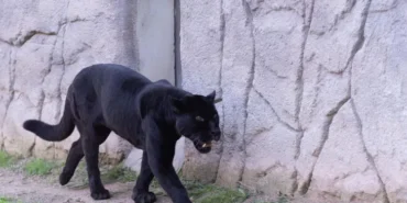 izmir-de-dogal-yasam-parki-nin-jaguari-juliet-yasamini-yitirdi-1768300711-19_large