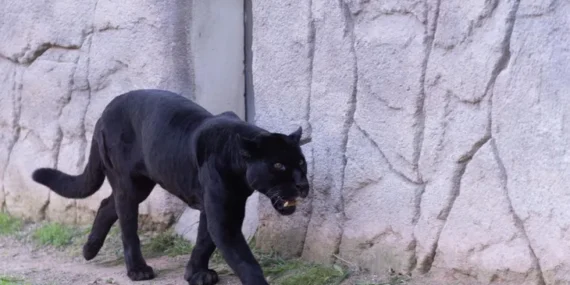 İzmir’de Doğal Yaşam Parkı’nın jaguarı Juliet yaşamını yitirdi!