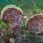 marmara-dan-umut-veren-kesif-eskihisar-kalesi-dibinde-deniz-cayiri-ve-pina-populasyonu-1769345713-534_large