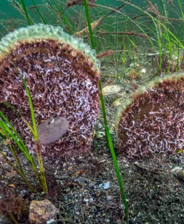 marmara-dan-umut-veren-kesif-eskihisar-kalesi-dibinde-deniz-cayiri-ve-pina-populasyonu-1769345713-534_large