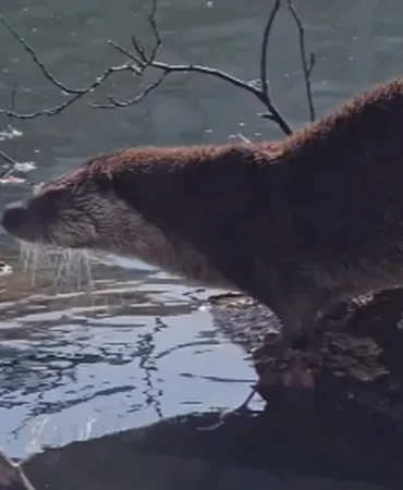 yedigoller-de-nesli-tehlike-altinda-olan-su-samuru-goruntulendi-1768733313-527_large