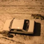 yogun-kar-sonrasi-kurtlar-sehir-merkezine-indi-1767442087-334_large