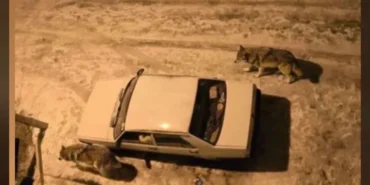 yogun-kar-sonrasi-kurtlar-sehir-merkezine-indi-1767442087-334_large