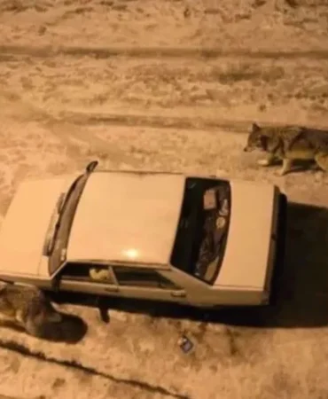 yogun-kar-sonrasi-kurtlar-sehir-merkezine-indi-1767442087-334_large