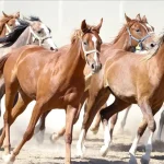 100-milyon-tl-lik-tay-kayip-denilmisti-tigem-den-aciklama-geldi-1771501035-106_large